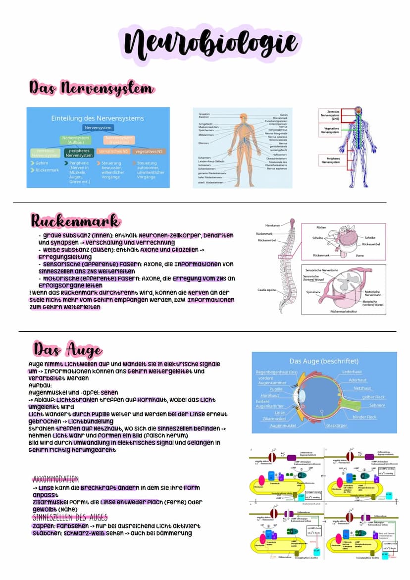 Biologie Abitur
2023 Neurobiologie
Bau und Funktion der Nervenzelle/Neuron
-> verantwortlich für die wahrnehmung und
weiterleitung von Reize