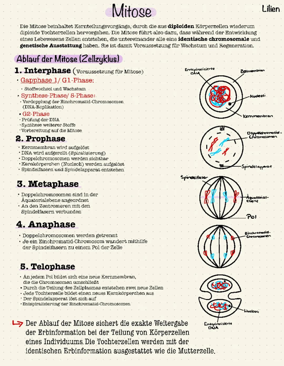 Mitose und Meiose