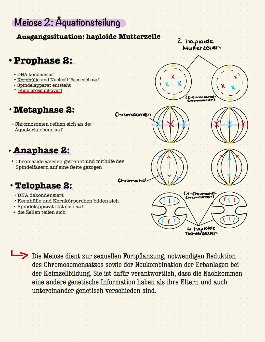 Mitose
Die Mitose beinhaltet Kernteilungsvorgänge, durch die aus diploiden Körperzellen wiederum
diploide Tochterzellen hervorgehen. Die Mit