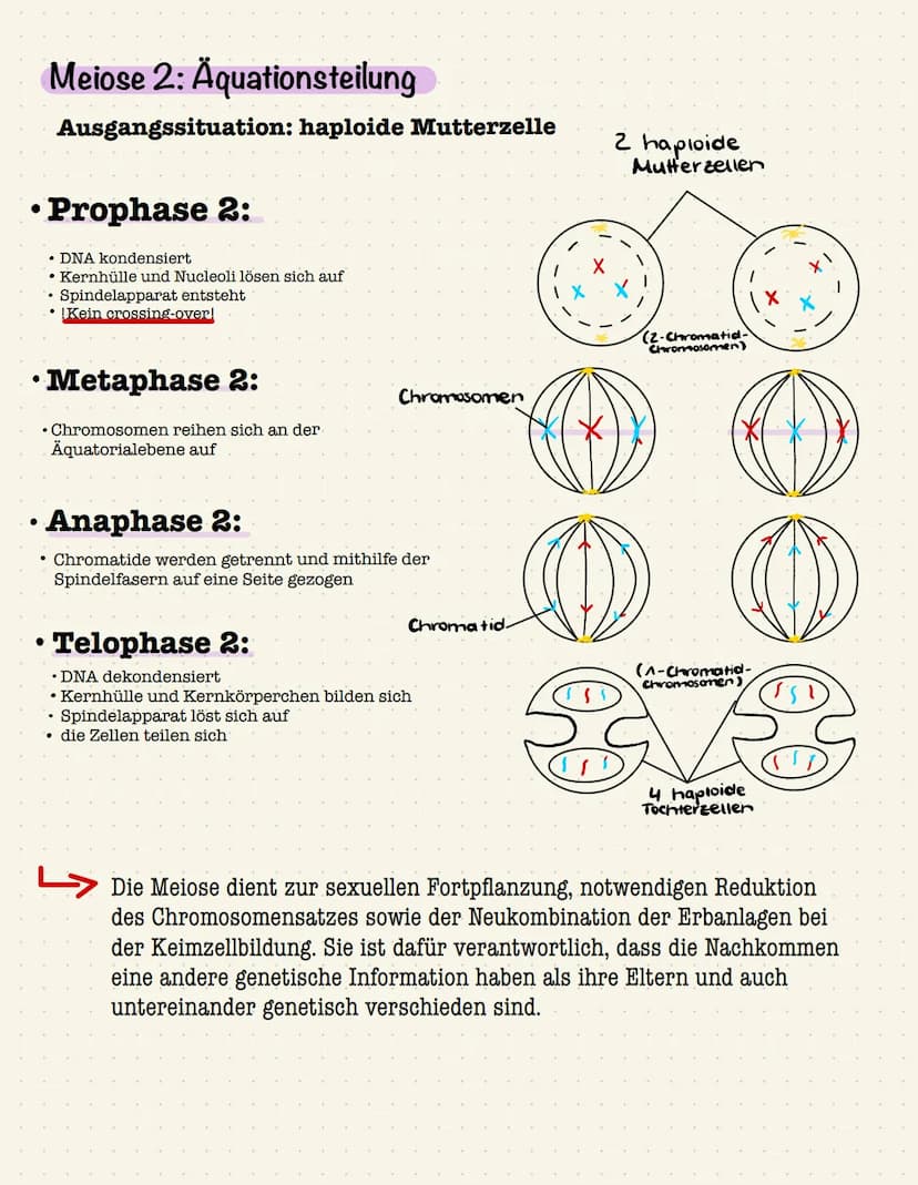 Mitose
Die Mitose beinhaltet Kernteilungsvorgänge, durch die aus diploiden Körperzellen wiederum
diploide Tochterzellen hervorgehen. Die Mit