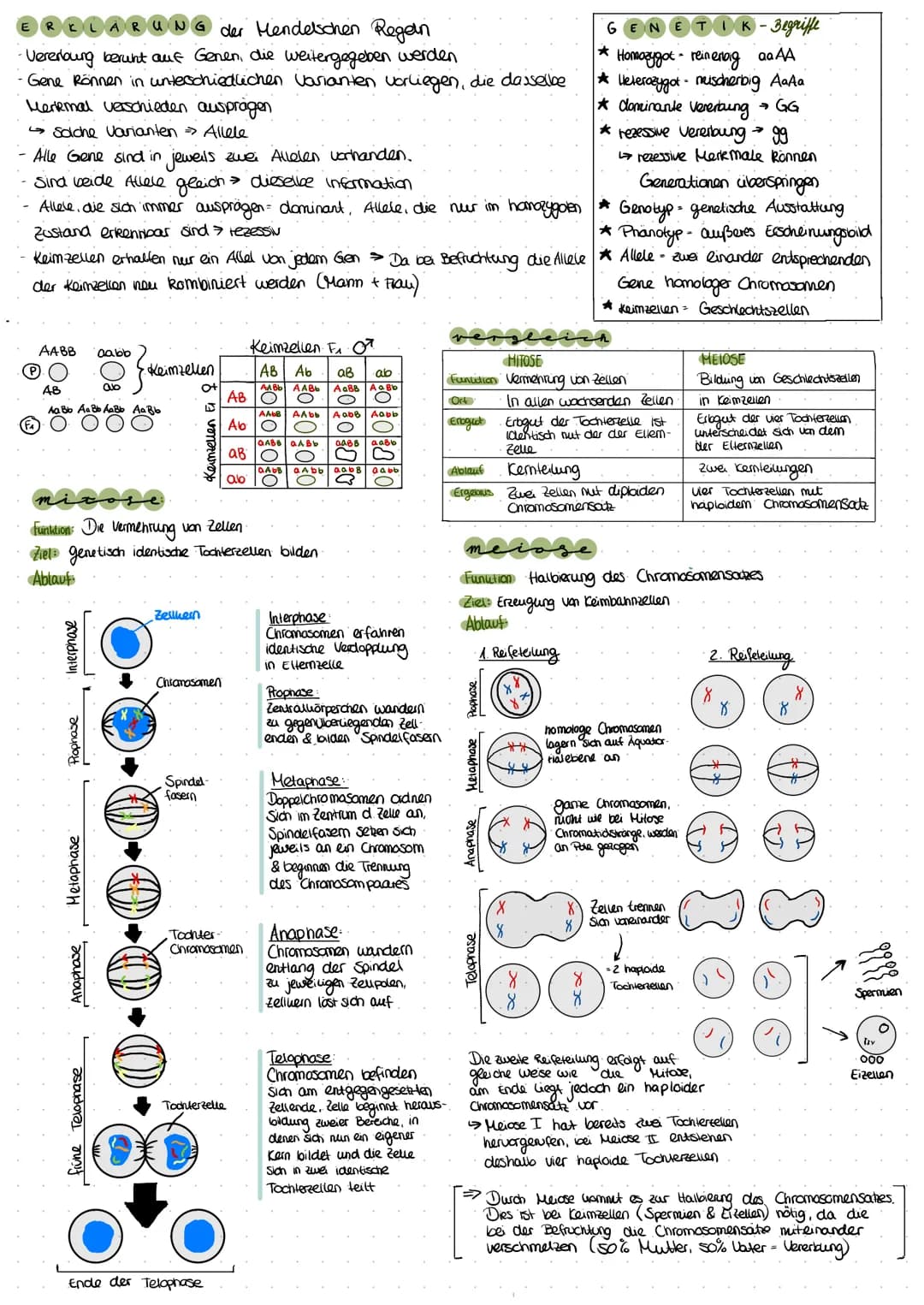 Biclogie
MUTATIONEN
* Mutationen - Veränderung der genetischen Information
*versch. Mutationstypen:
- Genommutationen verändern Anzahl d. Ch