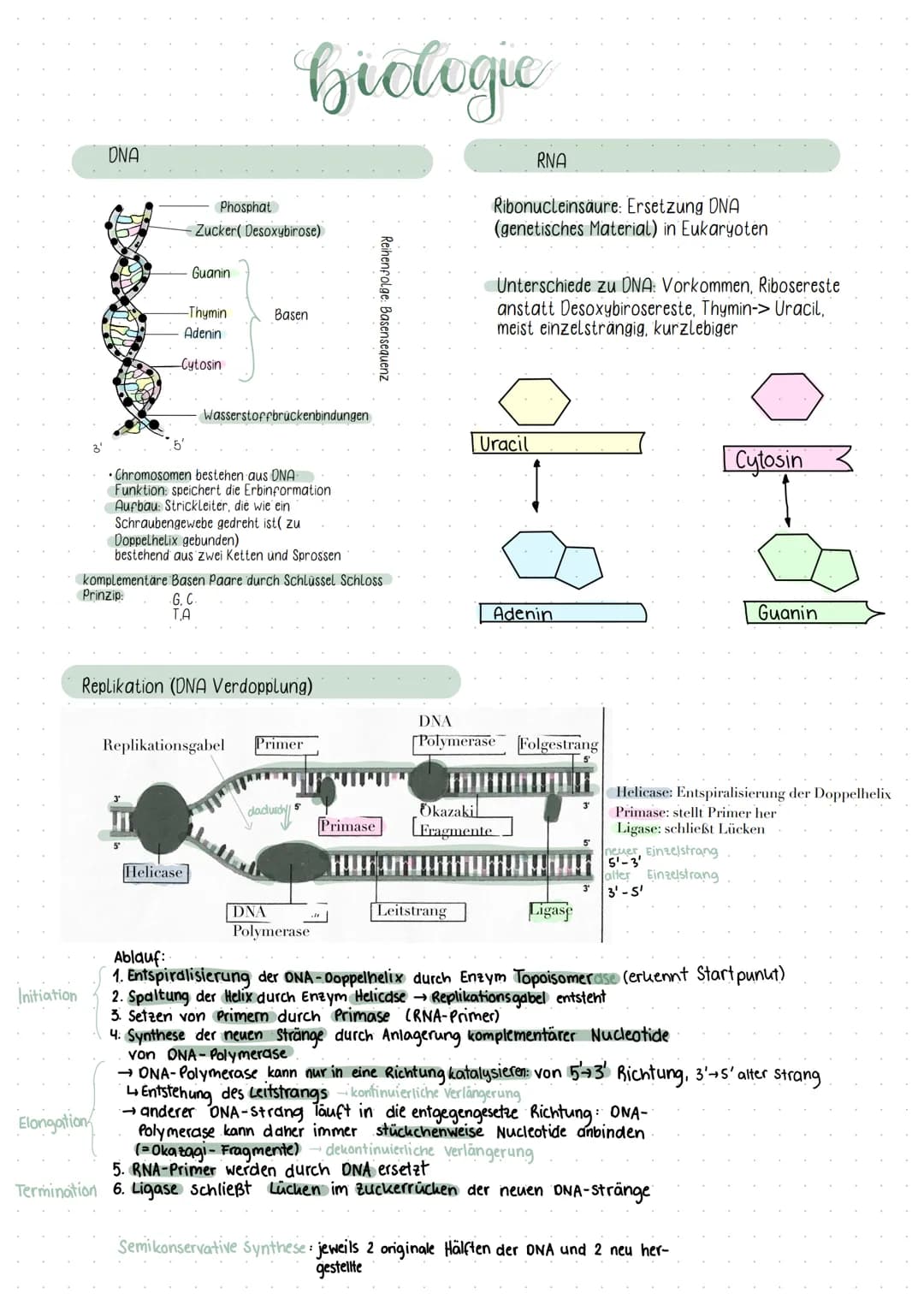 Initiation
DNA
Elongation
Phosphat
Zucker( Desoxybirose)
Guanin
-Thymin
Adenin
-Cytosin
biologic
5°
Basen
• Chromosomen bestehen aus ONA
Fun