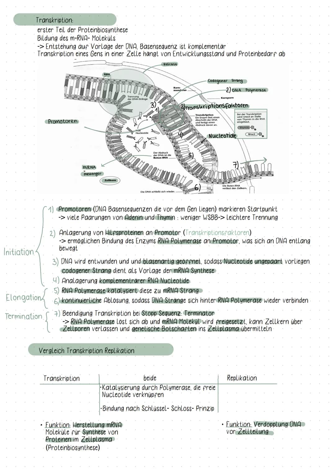 Initiation
DNA
Elongation
Phosphat
Zucker( Desoxybirose)
Guanin
-Thymin
Adenin
-Cytosin
biologic
5°
Basen
• Chromosomen bestehen aus ONA
Fun