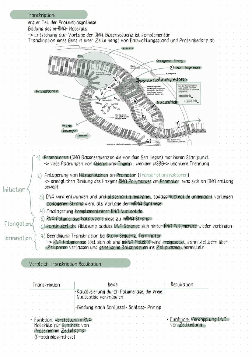Initiation
DNA
Elongation
Phosphat
Zucker( Desoxybirose)
Guanin
-Thymin
Adenin
-Cytosin
biologic
5°
Basen
• Chromosomen bestehen aus ONA
Fun