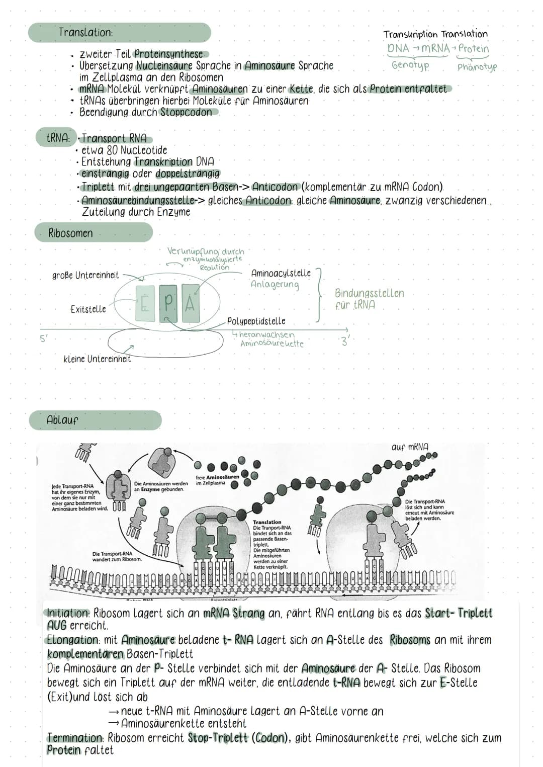 Initiation
DNA
Elongation
Phosphat
Zucker( Desoxybirose)
Guanin
-Thymin
Adenin
-Cytosin
biologic
5°
Basen
• Chromosomen bestehen aus ONA
Fun