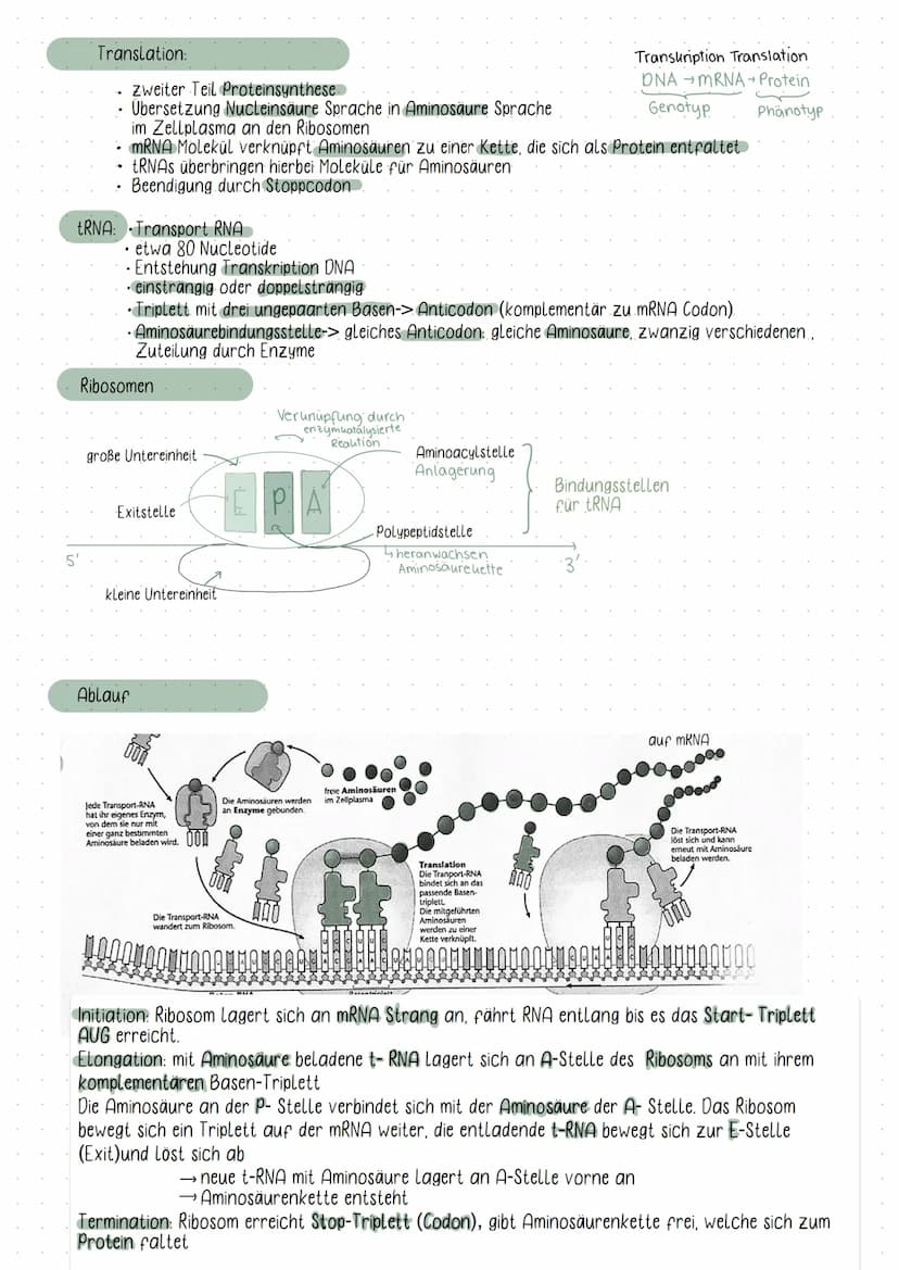 Initiation
DNA
Elongation
Phosphat
Zucker( Desoxybirose)
Guanin
-Thymin
Adenin
-Cytosin
biologic
5°
Basen
• Chromosomen bestehen aus ONA
Fun