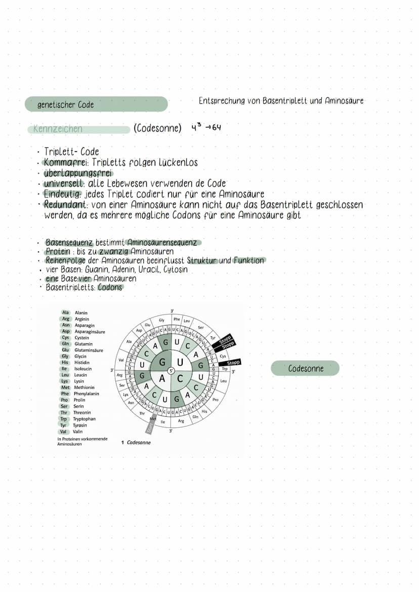 Initiation
DNA
Elongation
Phosphat
Zucker( Desoxybirose)
Guanin
-Thymin
Adenin
-Cytosin
biologic
5°
Basen
• Chromosomen bestehen aus ONA
Fun