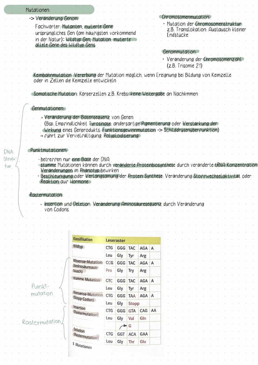 Initiation
DNA
Elongation
Phosphat
Zucker( Desoxybirose)
Guanin
-Thymin
Adenin
-Cytosin
biologic
5°
Basen
• Chromosomen bestehen aus ONA
Fun