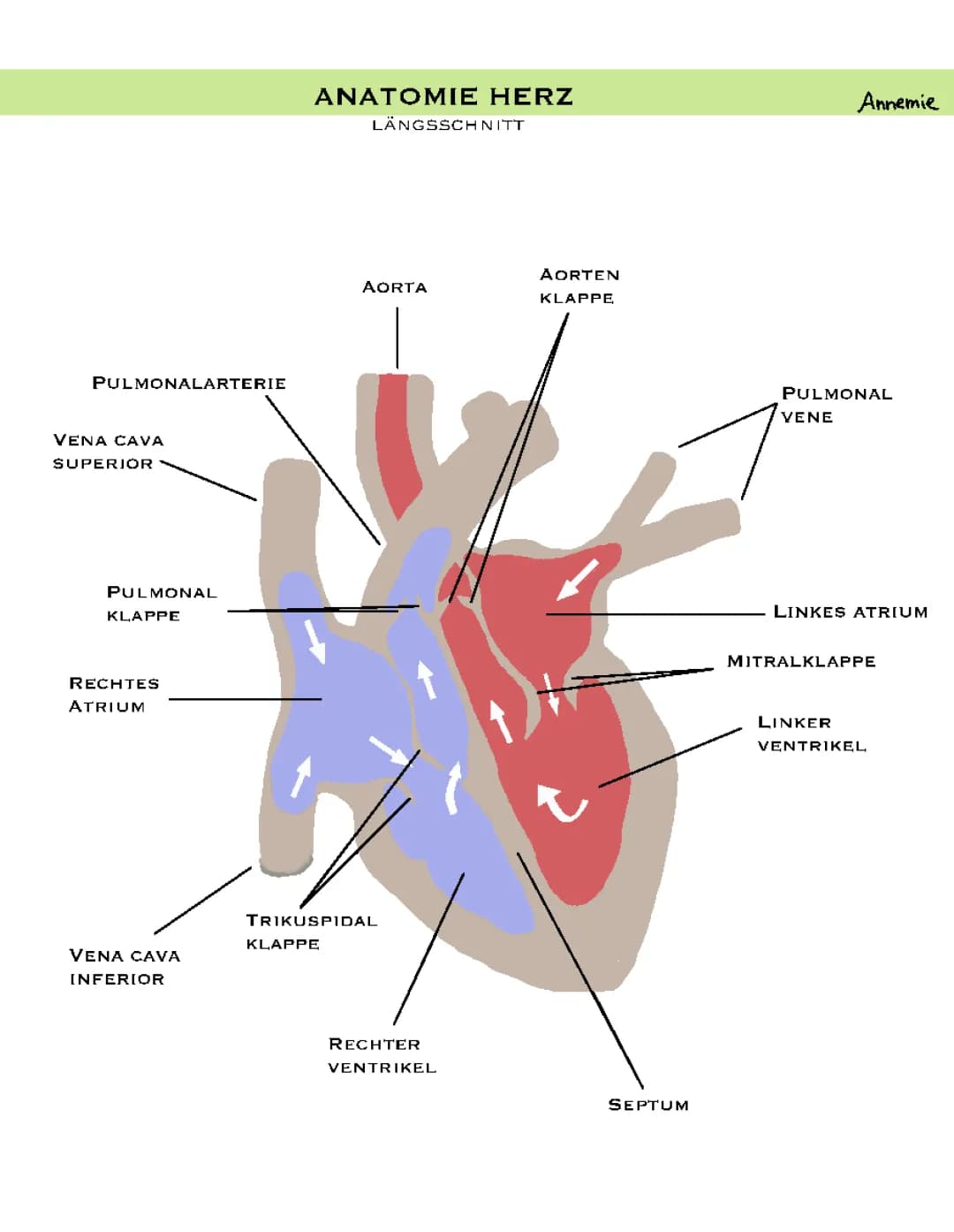 Anatomie Herz Kreislaufsystem 