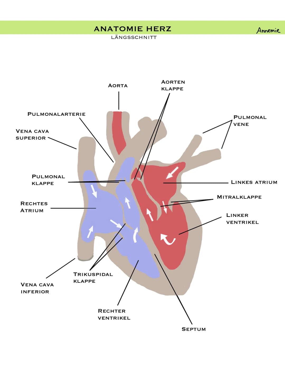 PULMONALARTERIE
VENA CAVA
SUPERIOR
PULMONAL
KLAPPE
RECHTES
ATRIUM
VENA CAVA
INFERIOR
ANATOMIE HERZ
LÄNGSSCHNITT
KLAPPE
AORTA
TRIKUSPIDAL
REC