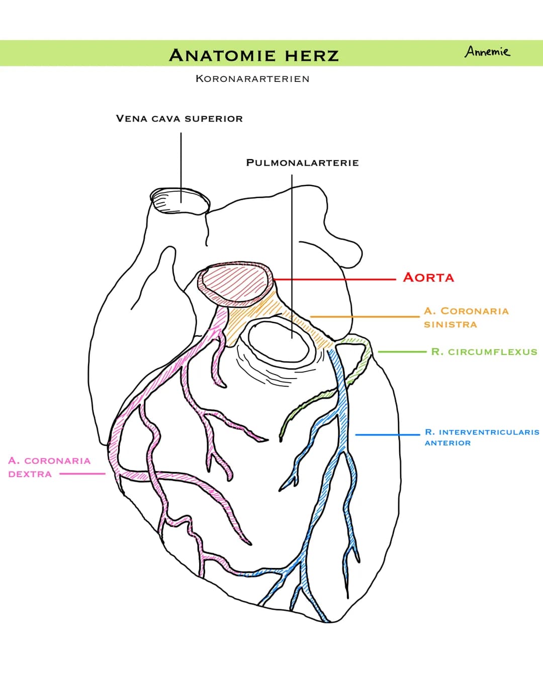 PULMONALARTERIE
VENA CAVA
SUPERIOR
PULMONAL
KLAPPE
RECHTES
ATRIUM
VENA CAVA
INFERIOR
ANATOMIE HERZ
LÄNGSSCHNITT
KLAPPE
AORTA
TRIKUSPIDAL
REC