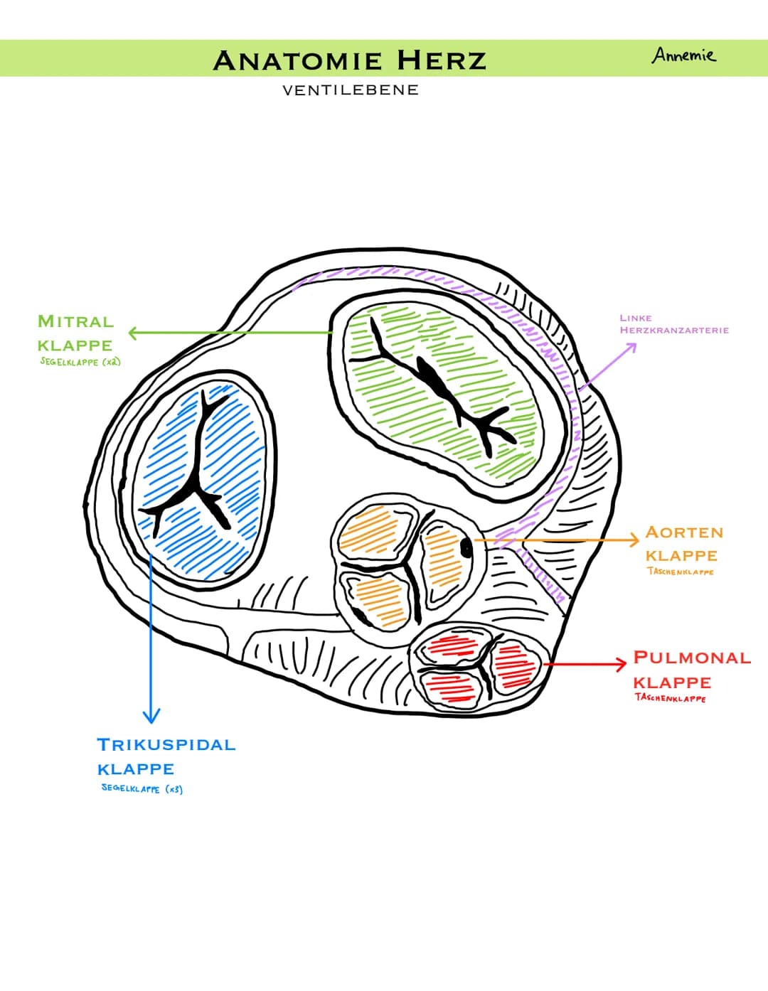 PULMONALARTERIE
VENA CAVA
SUPERIOR
PULMONAL
KLAPPE
RECHTES
ATRIUM
VENA CAVA
INFERIOR
ANATOMIE HERZ
LÄNGSSCHNITT
KLAPPE
AORTA
TRIKUSPIDAL
REC