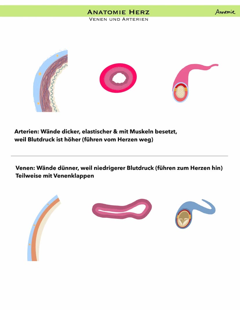 PULMONALARTERIE
VENA CAVA
SUPERIOR
PULMONAL
KLAPPE
RECHTES
ATRIUM
VENA CAVA
INFERIOR
ANATOMIE HERZ
LÄNGSSCHNITT
KLAPPE
AORTA
TRIKUSPIDAL
REC