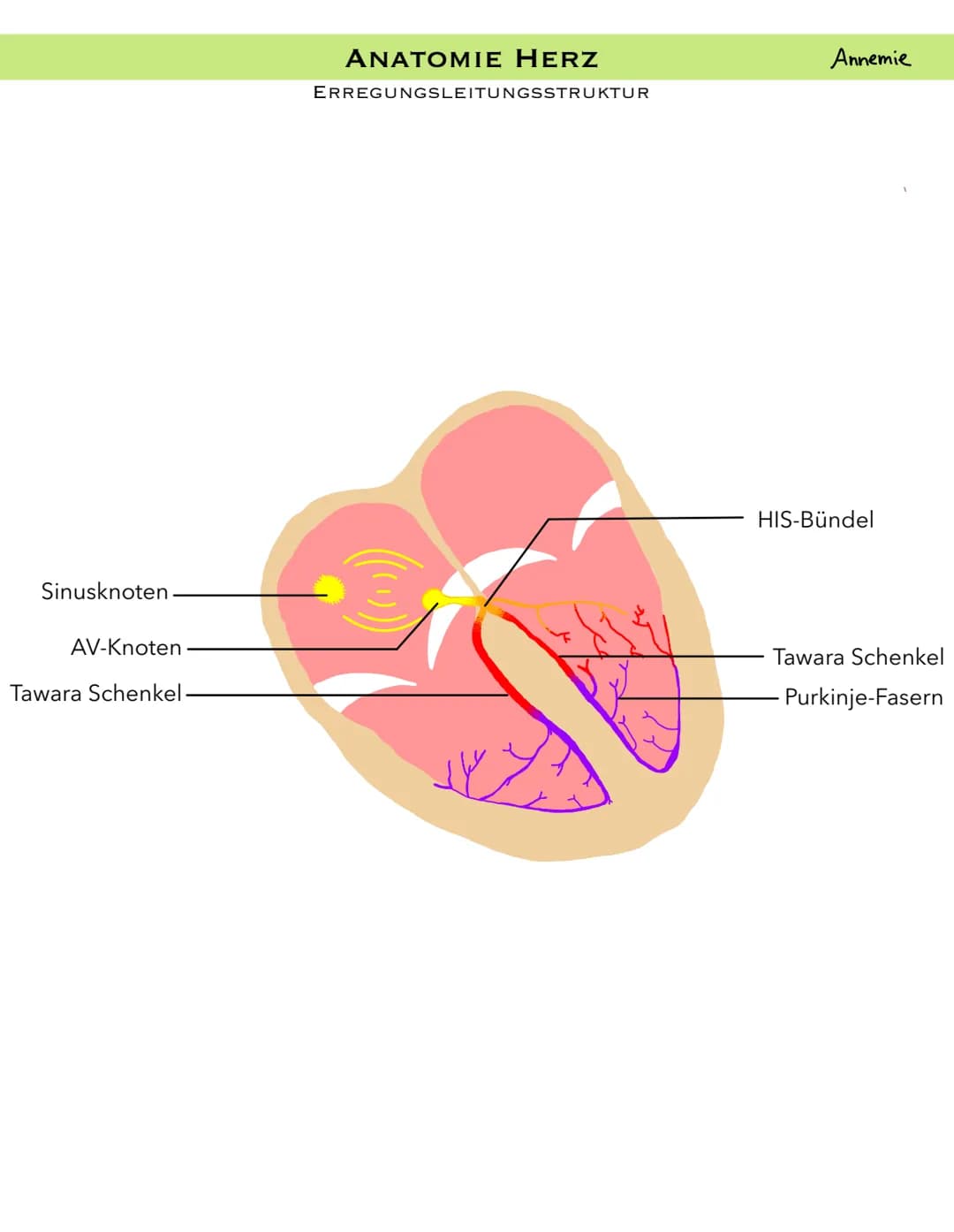 PULMONALARTERIE
VENA CAVA
SUPERIOR
PULMONAL
KLAPPE
RECHTES
ATRIUM
VENA CAVA
INFERIOR
ANATOMIE HERZ
LÄNGSSCHNITT
KLAPPE
AORTA
TRIKUSPIDAL
REC