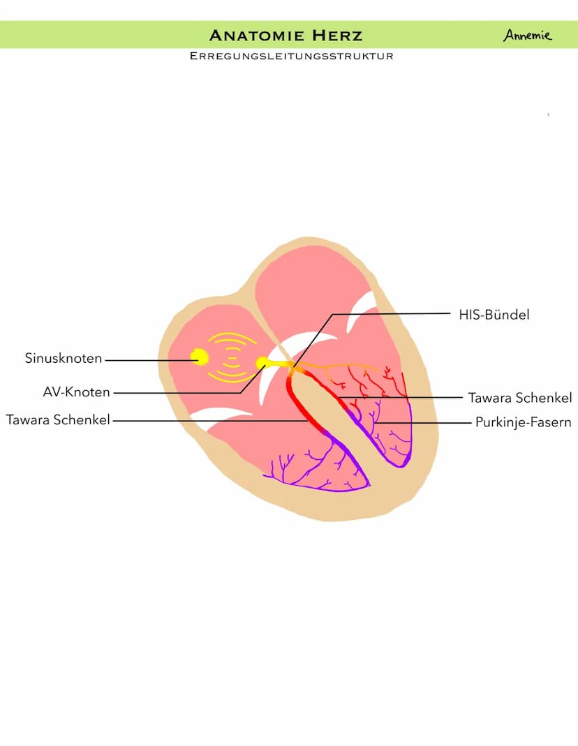PULMONALARTERIE
VENA CAVA
SUPERIOR
PULMONAL
KLAPPE
RECHTES
ATRIUM
VENA CAVA
INFERIOR
ANATOMIE HERZ
LÄNGSSCHNITT
KLAPPE
AORTA
TRIKUSPIDAL
REC
