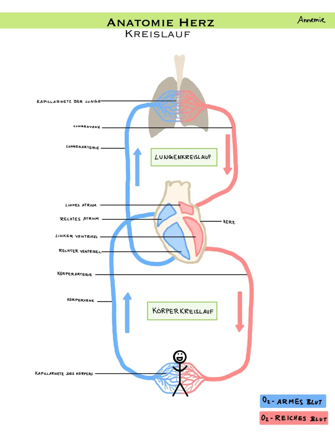 PULMONALARTERIE
VENA CAVA
SUPERIOR
PULMONAL
KLAPPE
RECHTES
ATRIUM
VENA CAVA
INFERIOR
ANATOMIE HERZ
LÄNGSSCHNITT
KLAPPE
AORTA
TRIKUSPIDAL
REC