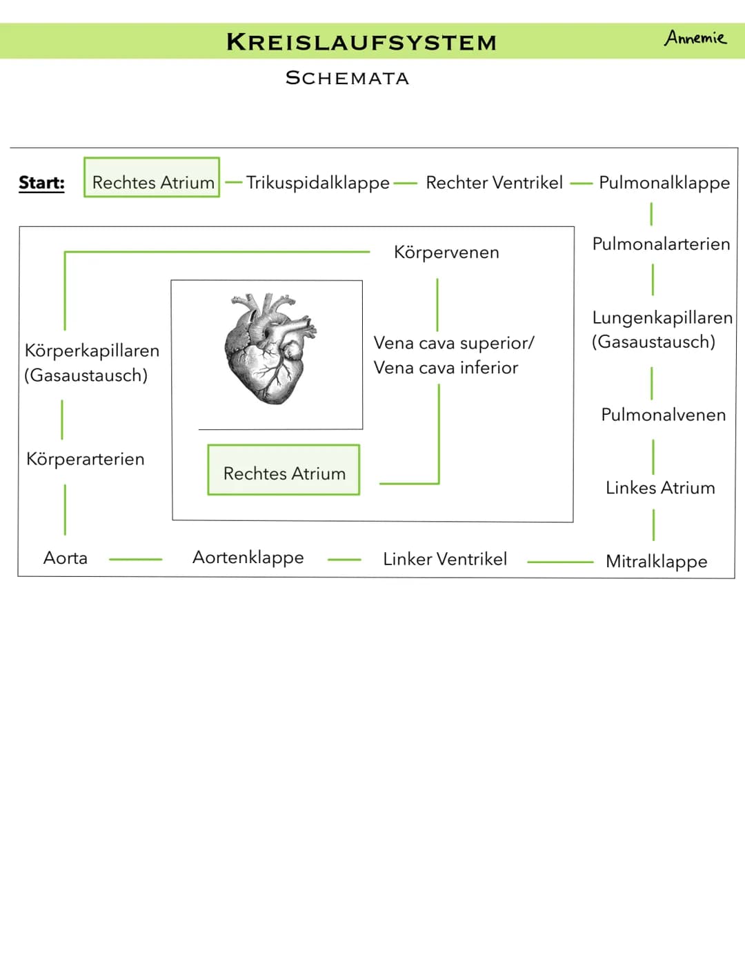PULMONALARTERIE
VENA CAVA
SUPERIOR
PULMONAL
KLAPPE
RECHTES
ATRIUM
VENA CAVA
INFERIOR
ANATOMIE HERZ
LÄNGSSCHNITT
KLAPPE
AORTA
TRIKUSPIDAL
REC
