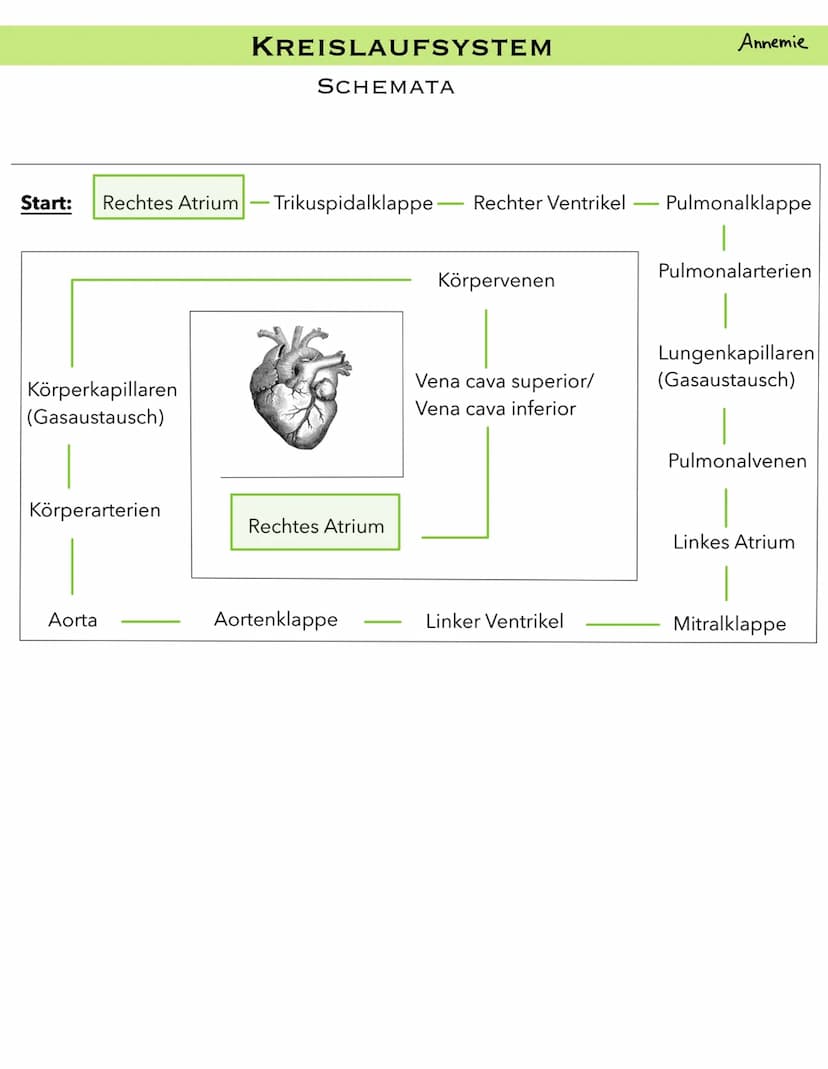 PULMONALARTERIE
VENA CAVA
SUPERIOR
PULMONAL
KLAPPE
RECHTES
ATRIUM
VENA CAVA
INFERIOR
ANATOMIE HERZ
LÄNGSSCHNITT
KLAPPE
AORTA
TRIKUSPIDAL
REC