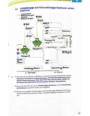 Know Fotosynthese  thumbnail