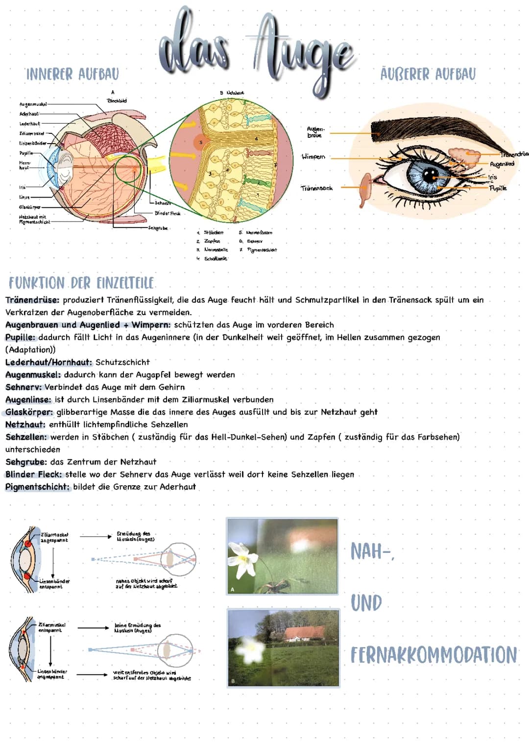 das Auge 