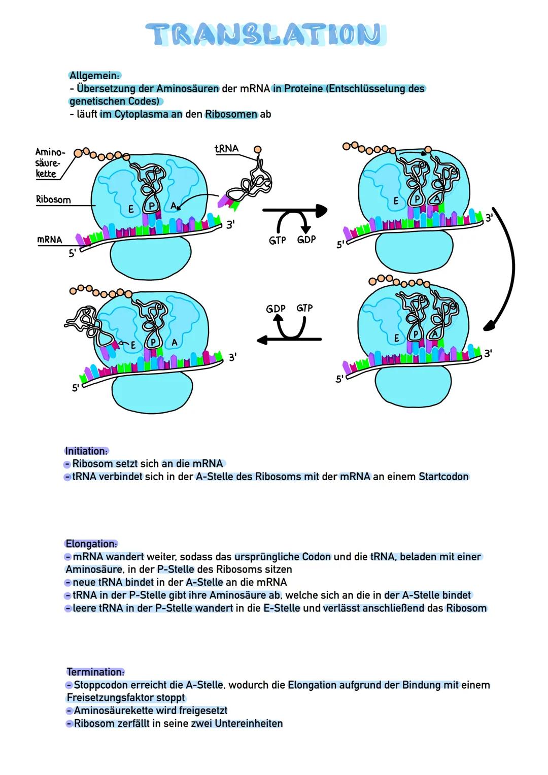 # TRANSLATION

Allgemein:
- Übersetzung der Aminosäuren der mRNA in Proteine (Entschlüsselung des
genetischen Codes)
- läuft im Cytoplasma a