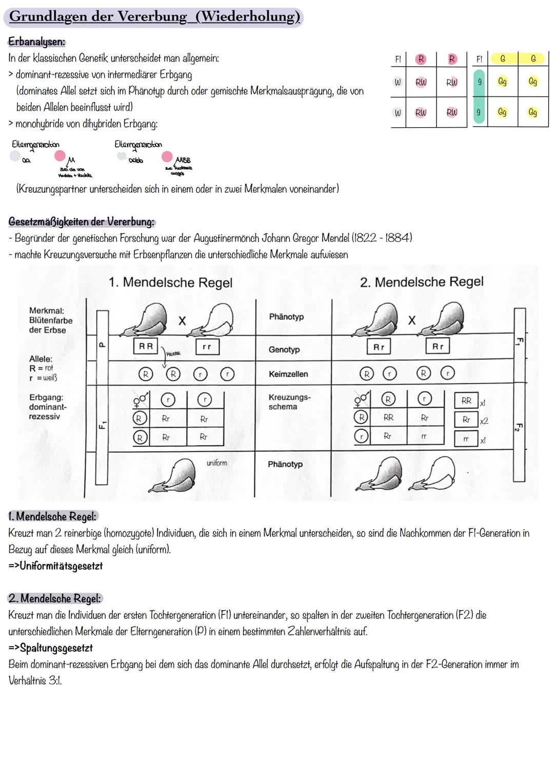 Grundlagen der Vererbung_(Wiederholung)
Erbanalysen:
In der klassischen Genetik unterscheidet man allgemein:
> dominant-rezessive von interm
