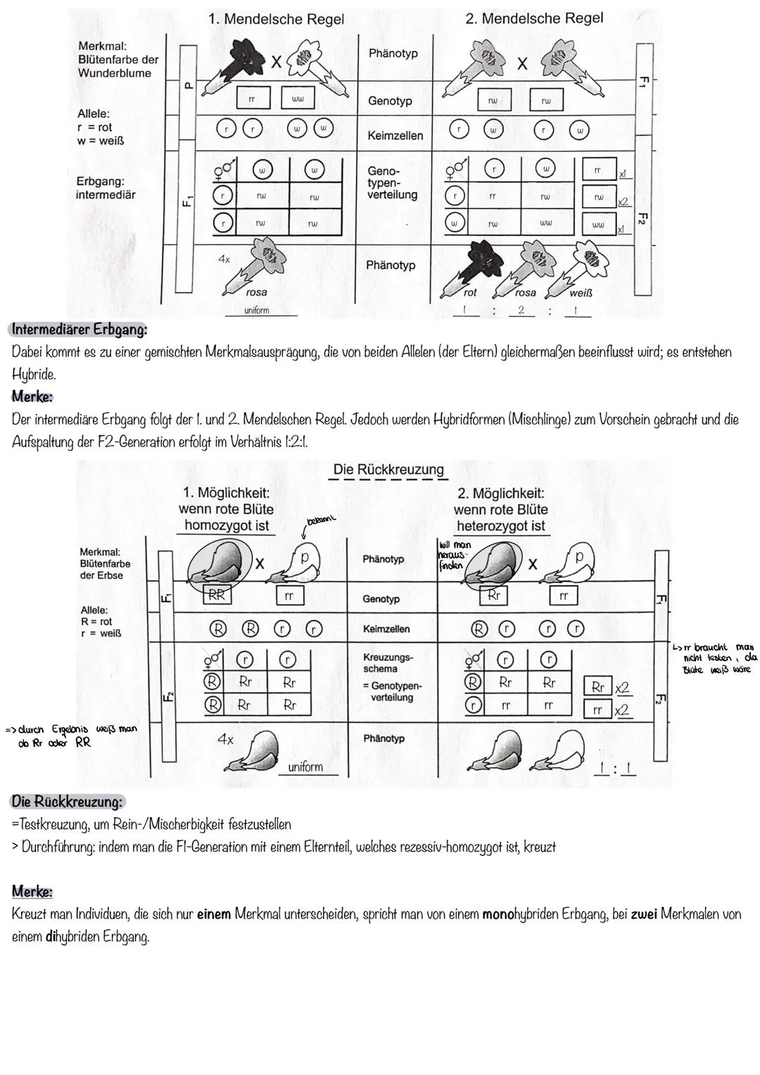 Grundlagen der Vererbung_(Wiederholung)
Erbanalysen:
In der klassischen Genetik unterscheidet man allgemein:
> dominant-rezessive von interm