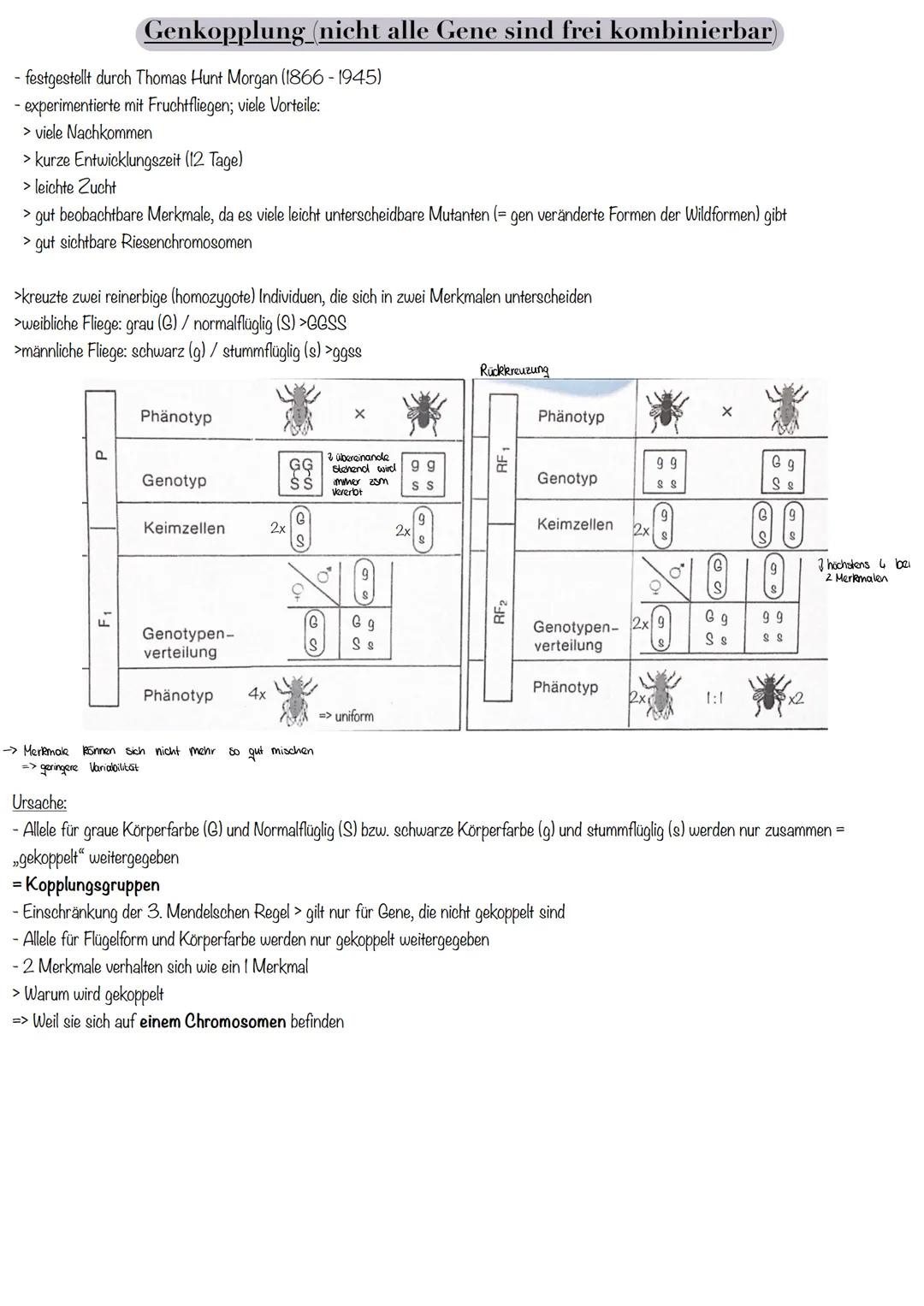 Grundlagen der Vererbung_(Wiederholung)
Erbanalysen:
In der klassischen Genetik unterscheidet man allgemein:
> dominant-rezessive von interm
