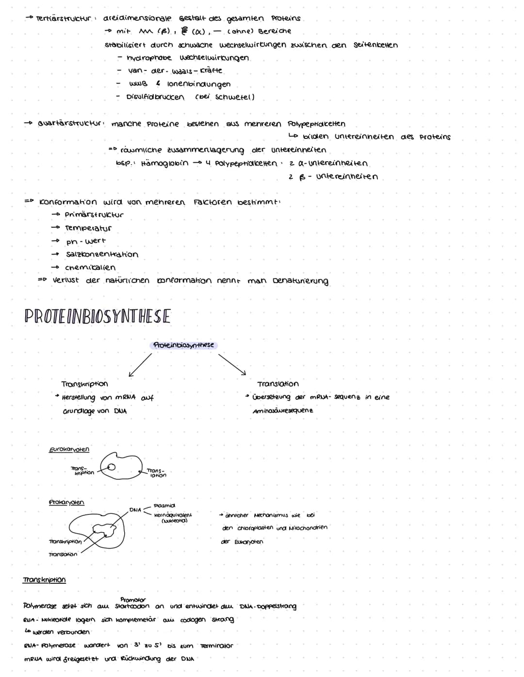 PROTEINE
→ Antikörper unserer Abwehr
→ Enzyme für Stoffwechsel
→ Strukturproteine bauen Hout, Knochen und Knorpel auf
→ sind in jeder Zelle
