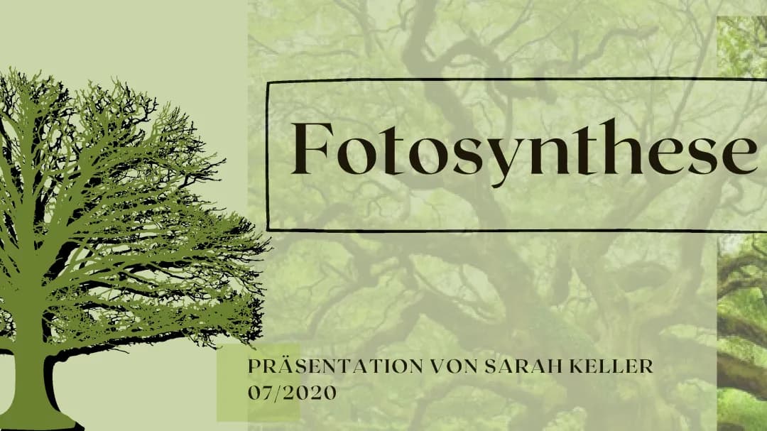 Fotosynthese einfach erklärt: Ablauf, Bedeutung für Menschen und Tiere, Chloroplasten Funktion