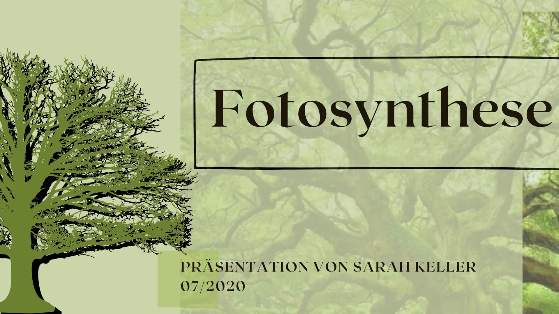 Fotosynthese
PRÄSENTATION VON SARAH KELLER
07/2020 Gliederung
Bedeutung der Fotosynthese
Außenfaktoren auf Fotosynthese
Ort der Fotosynthese