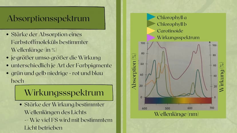 Fotosynthese
PRÄSENTATION VON SARAH KELLER
07/2020 Gliederung
Bedeutung der Fotosynthese
Außenfaktoren auf Fotosynthese
Ort der Fotosynthese