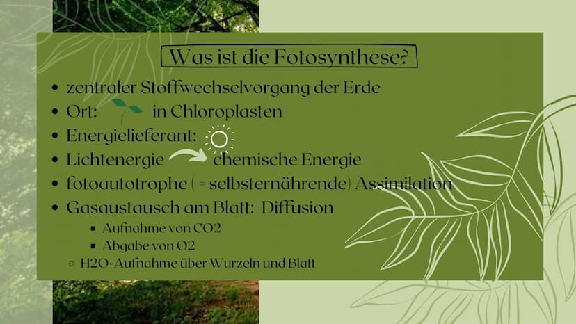 Fotosynthese
PRÄSENTATION VON SARAH KELLER
07/2020 Gliederung
Bedeutung der Fotosynthese
Außenfaktoren auf Fotosynthese
Ort der Fotosynthese