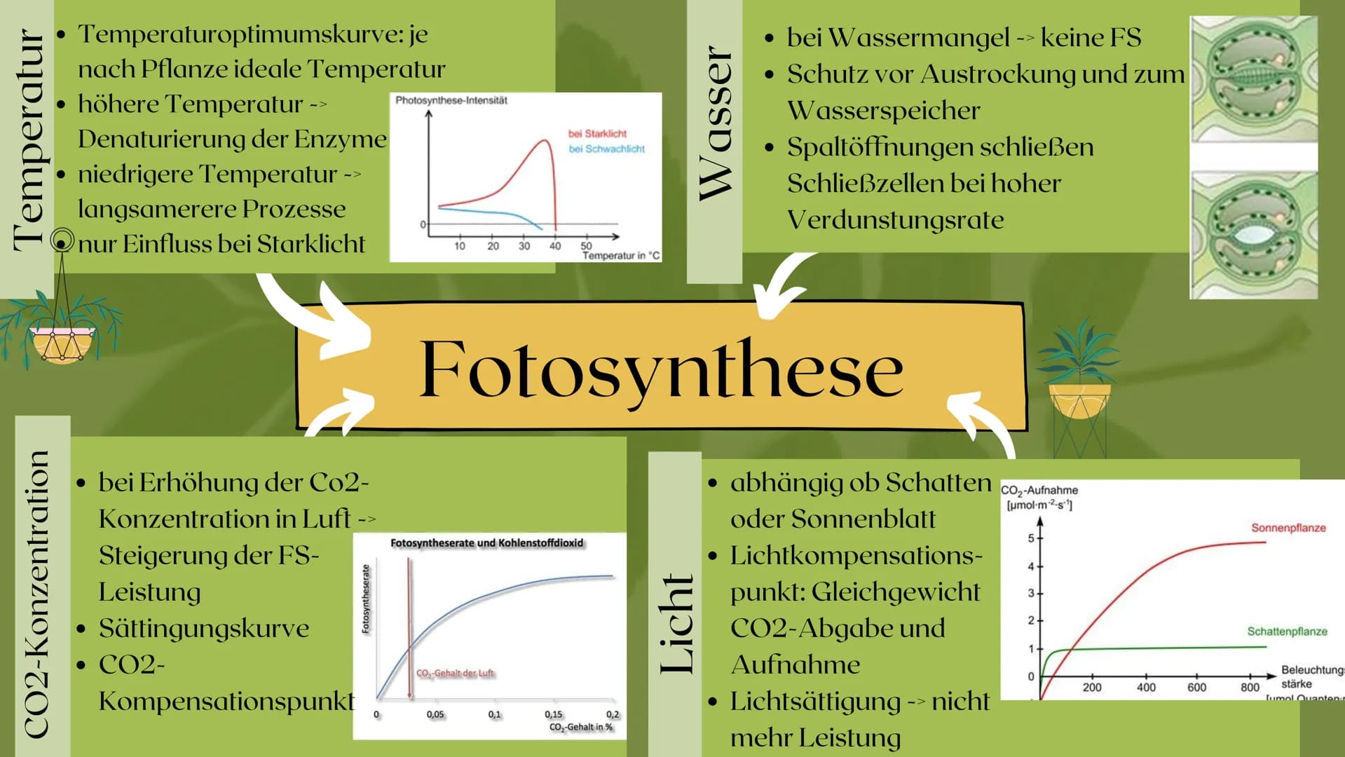 Fotosynthese
PRÄSENTATION VON SARAH KELLER
07/2020 Gliederung
Bedeutung der Fotosynthese
Außenfaktoren auf Fotosynthese
Ort der Fotosynthese