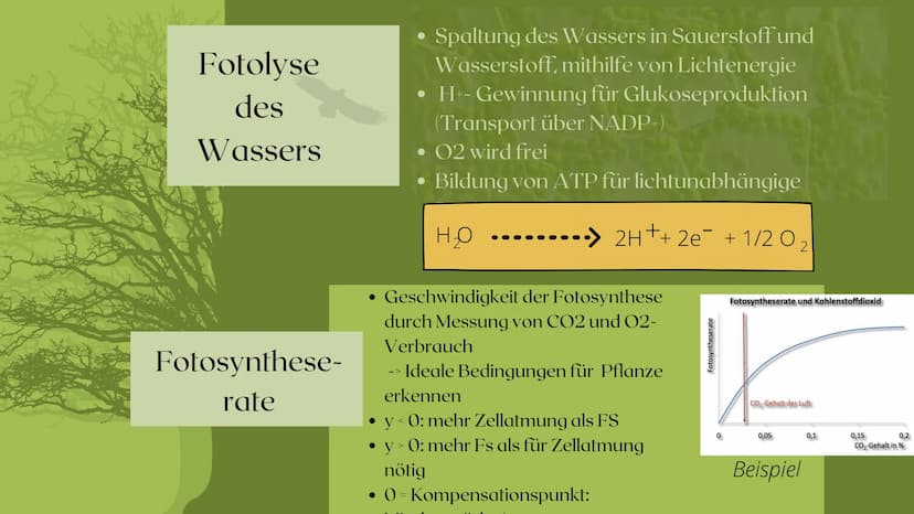 Fotosynthese
PRÄSENTATION VON SARAH KELLER
07/2020 Gliederung
Bedeutung der Fotosynthese
Außenfaktoren auf Fotosynthese
Ort der Fotosynthese