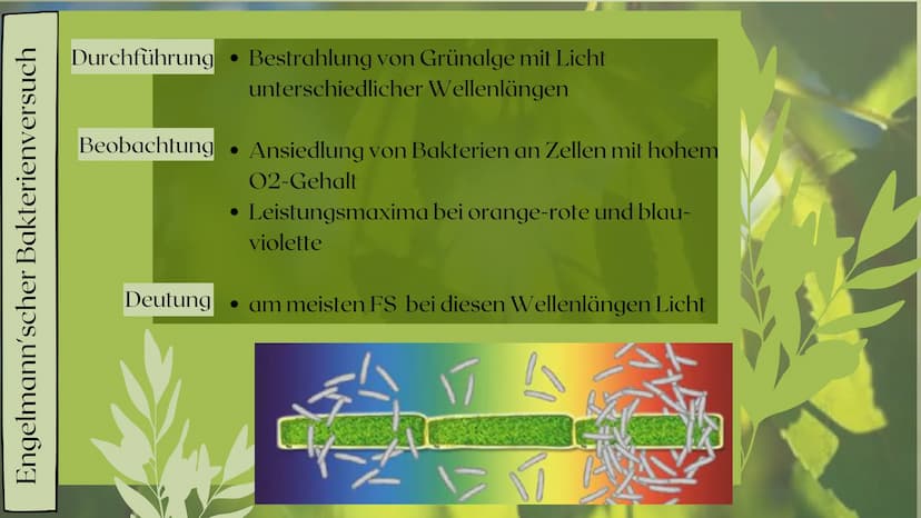 Fotosynthese
PRÄSENTATION VON SARAH KELLER
07/2020 Gliederung
Bedeutung der Fotosynthese
Außenfaktoren auf Fotosynthese
Ort der Fotosynthese