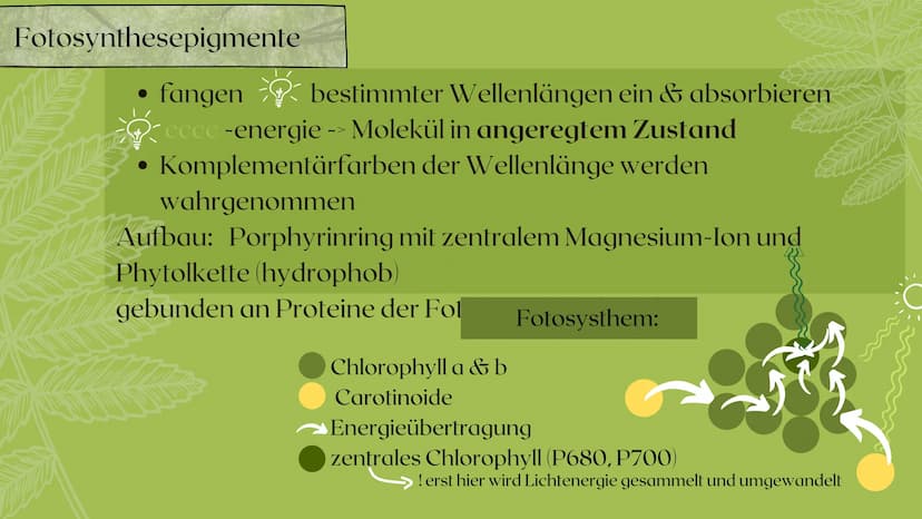 Fotosynthese
PRÄSENTATION VON SARAH KELLER
07/2020 Gliederung
Bedeutung der Fotosynthese
Außenfaktoren auf Fotosynthese
Ort der Fotosynthese