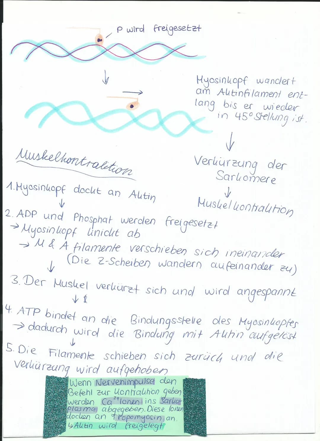 P wird freigesetzt
Hyosinkopf wandert
am Altinfilament ent-
lang bis er wieder
in 45° Stellung ist.
x
Muskelkontrabition
1. Myosinkopf docht