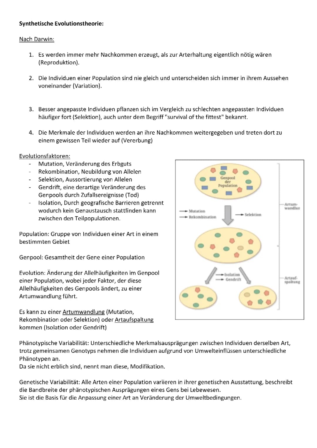 Was ist die Synthetische Evolutionstheorie? - Einfache Erklärung und PDF