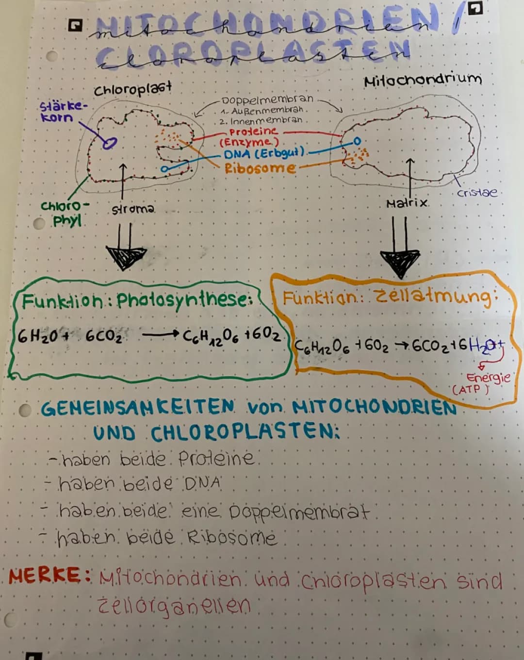 Stoffwechsel:ATP, Mitochondrien, Chloroplasten, Stoffwechselvorgänge, Assimilatiom,Dissimilation, Endosymbiontentheorie, Oxidation, Reduktion Energiefreisetzung, Energiespeicherung