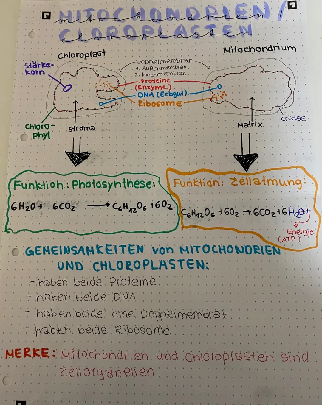 □ mitochomarten
Cloporeasted
Stärke-
korn
Chloro-
Phyl
O
Chloroplast
Stroma
-Doppelmembran
1- Außenmembran.
. 2. Innenmembran.
Proteine
(Enz