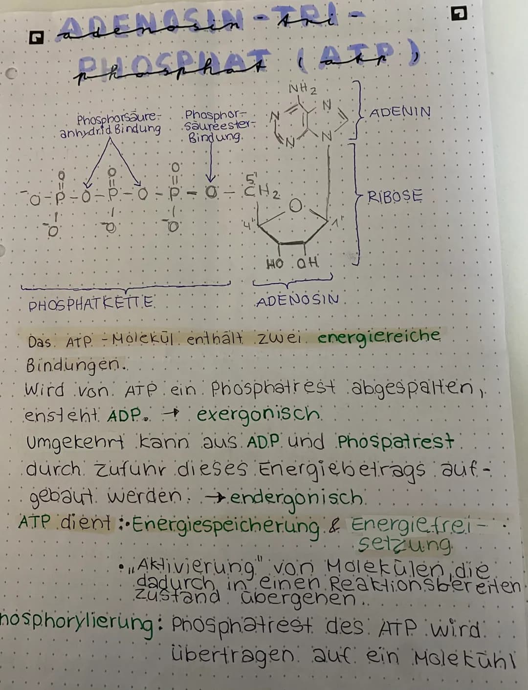 □ mitochomarten
Cloporeasted
Stärke-
korn
Chloro-
Phyl
O
Chloroplast
Stroma
-Doppelmembran
1- Außenmembran.
. 2. Innenmembran.
Proteine
(Enz