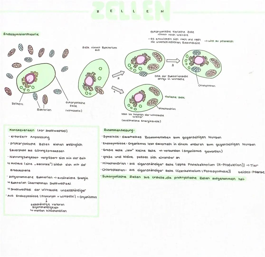 ZELLEN

Pflanzliche Zelle

Zellwand
Ribosomen
Zellorgane + Funktion
Zellwand
>formgebend. Stabilität. Schutz vor Schädigung/Eindringen.
Chlo