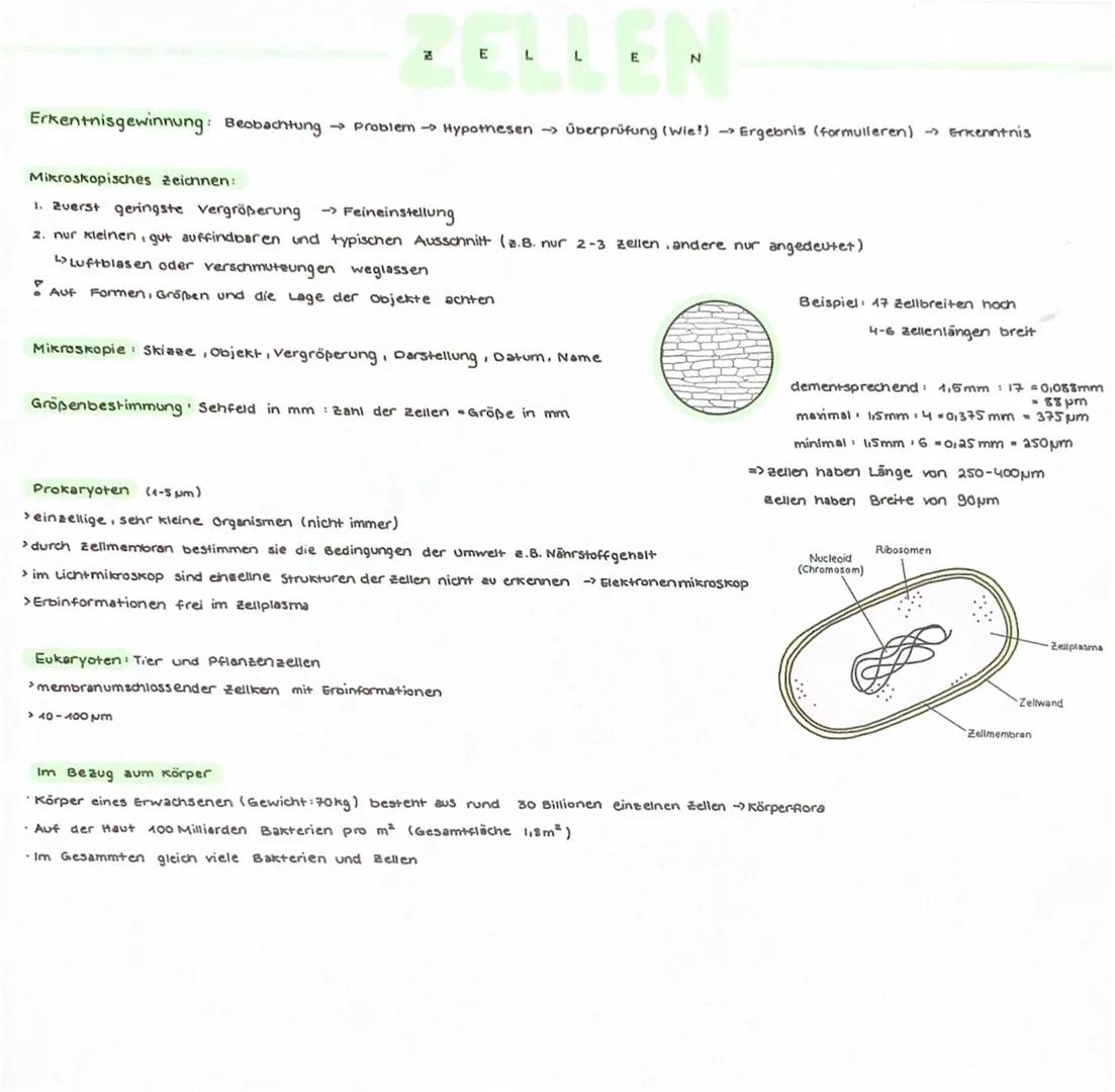 ZELLEN

Pflanzliche Zelle

Zellwand
Ribosomen
Zellorgane + Funktion
Zellwand
>formgebend. Stabilität. Schutz vor Schädigung/Eindringen.
Chlo