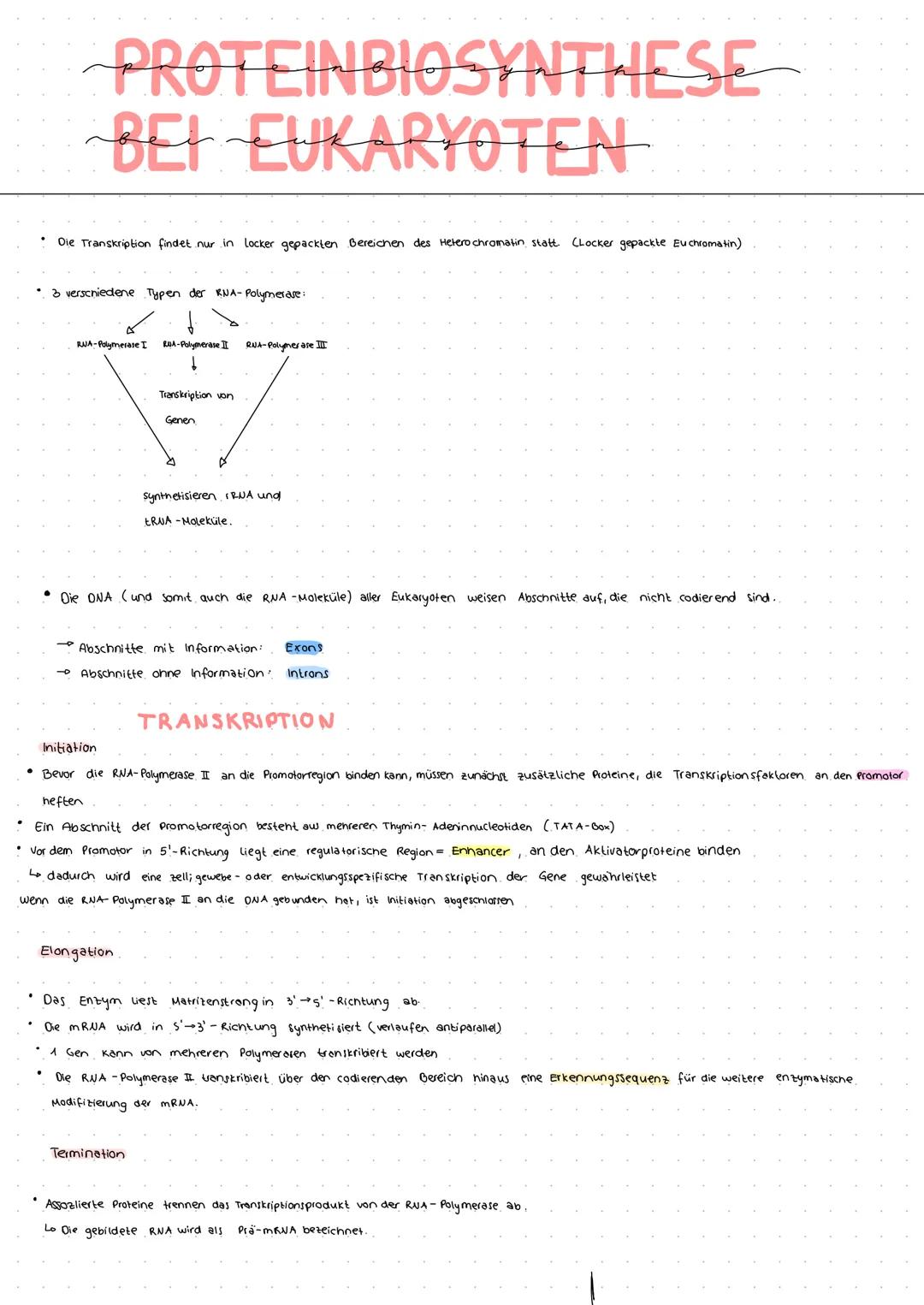 # PROTEINBIOSYNTHESE
BEI EUKARYOTEN

*   Die Transkription findet nur in locker gepackten Bereichen des Heterochromatin statt (Locker gepack