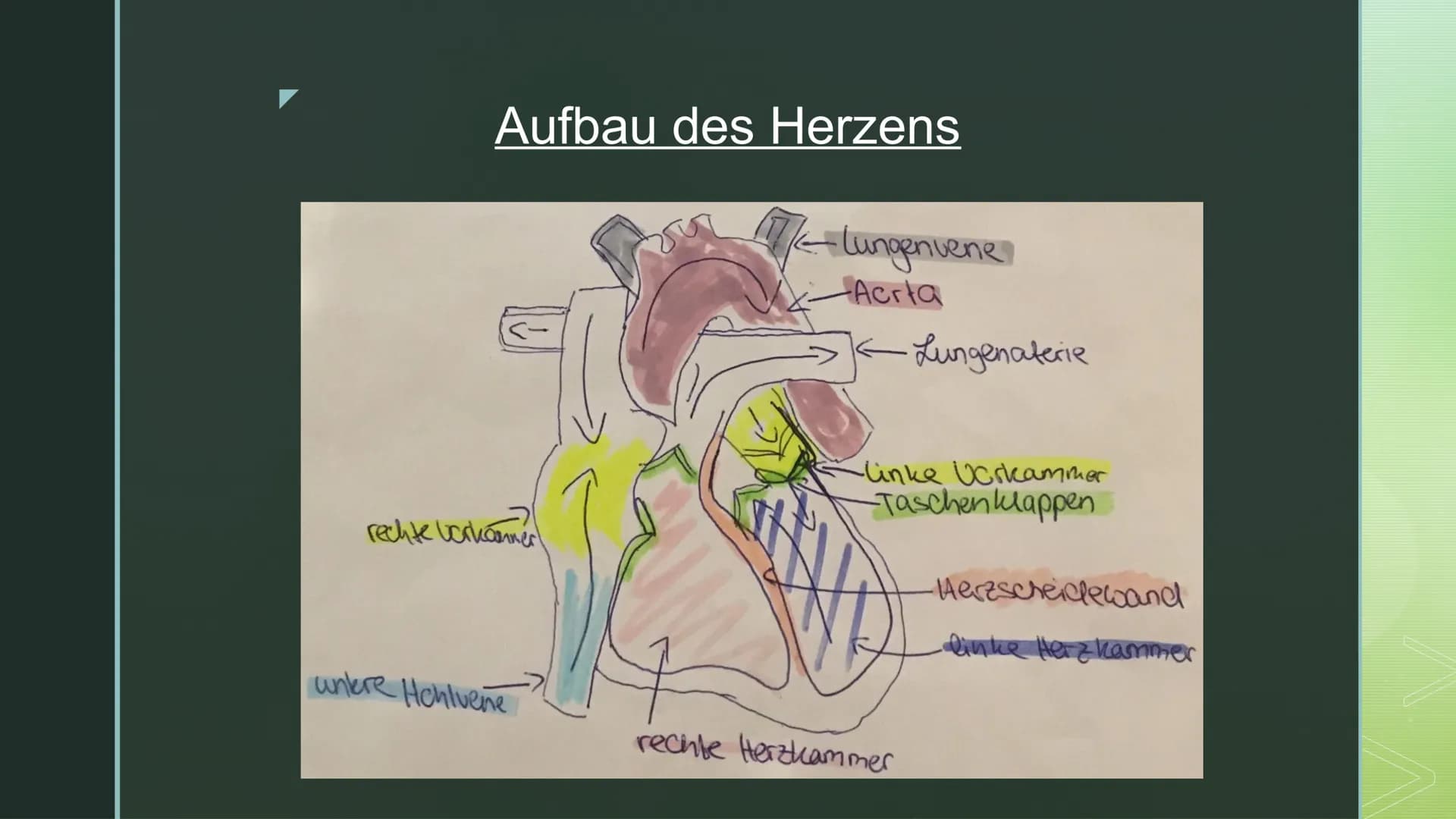 Biologie:
Blutkreislauf ■
Gliederung:
Blutkreislauf:
Bestandteile des Blutes
> Welche Stoffe transportiert das Blut
Blutkreislauf
Stoffausta