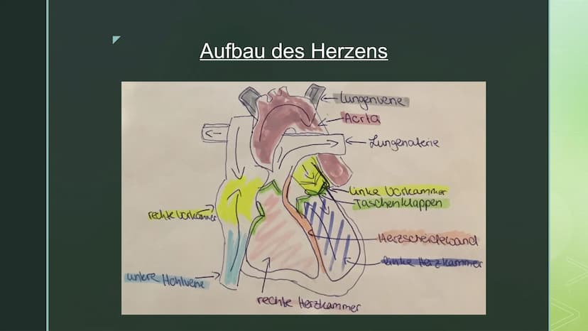 Biologie:
Blutkreislauf ■
Gliederung:
Blutkreislauf:
Bestandteile des Blutes
> Welche Stoffe transportiert das Blut
Blutkreislauf
Stoffausta