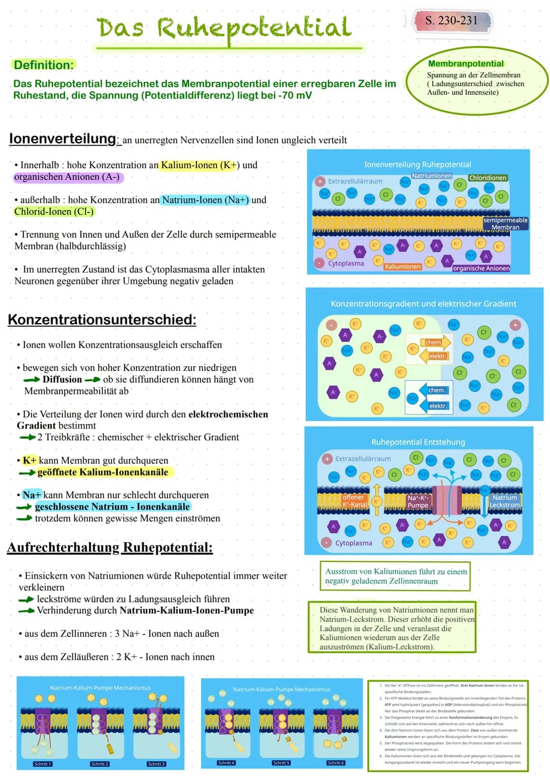 Das Ruhepotential
Das Ruhepotential bezeichnet das Membranpotential einer erregbaren Zelle im
Ruhestand, die Spannung (Potential differenz) 