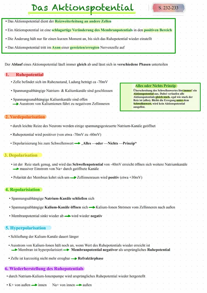 Das Ruhepotential
Das Ruhepotential bezeichnet das Membranpotential einer erregbaren Zelle im
Ruhestand, die Spannung (Potential differenz) 