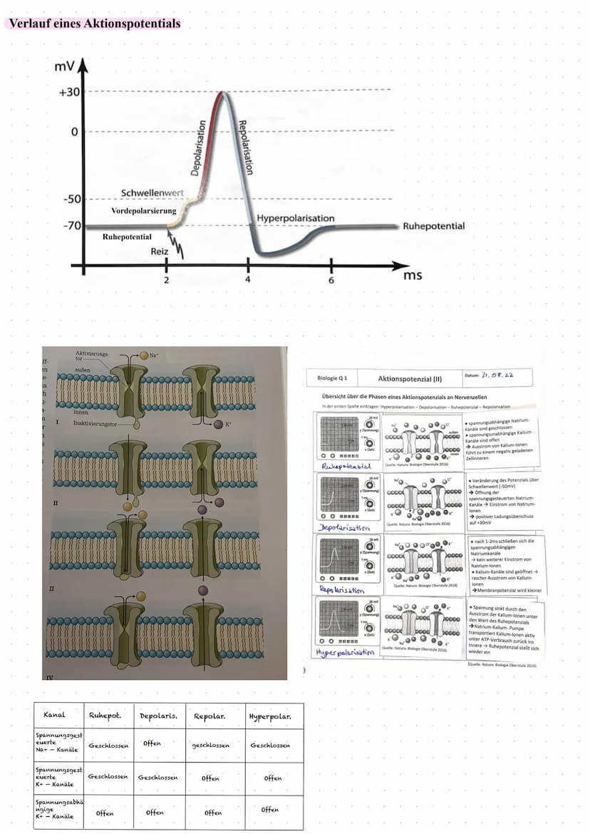 Das Ruhepotential
Das Ruhepotential bezeichnet das Membranpotential einer erregbaren Zelle im
Ruhestand, die Spannung (Potential differenz) 
